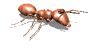 furnică imagini-animate-gif